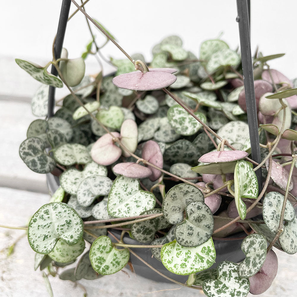 20 - 30cm String of Hearts Ceropegia Woodii in 14cm Hanging Pot