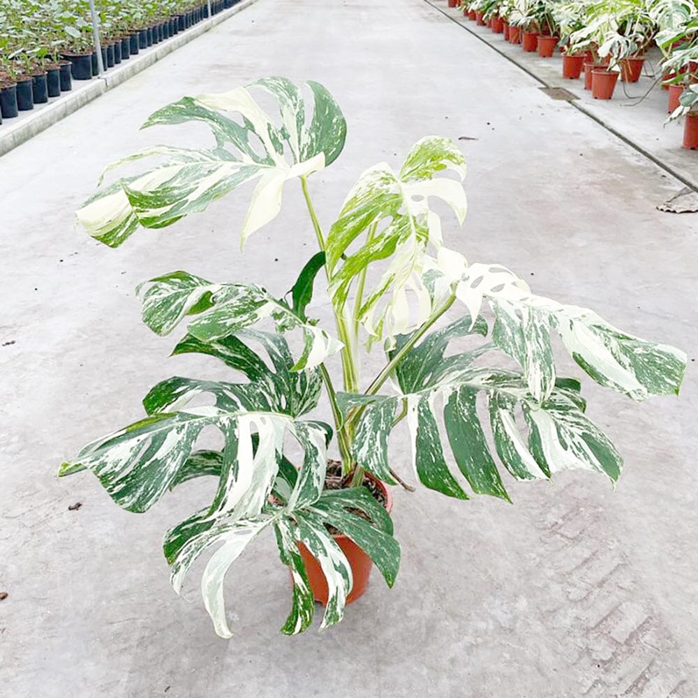 50 - 60cm Highly Variegated Monstera Variegata Albo Variegata Variegated Monstera Cheese Plant 19cm Pot House Plant