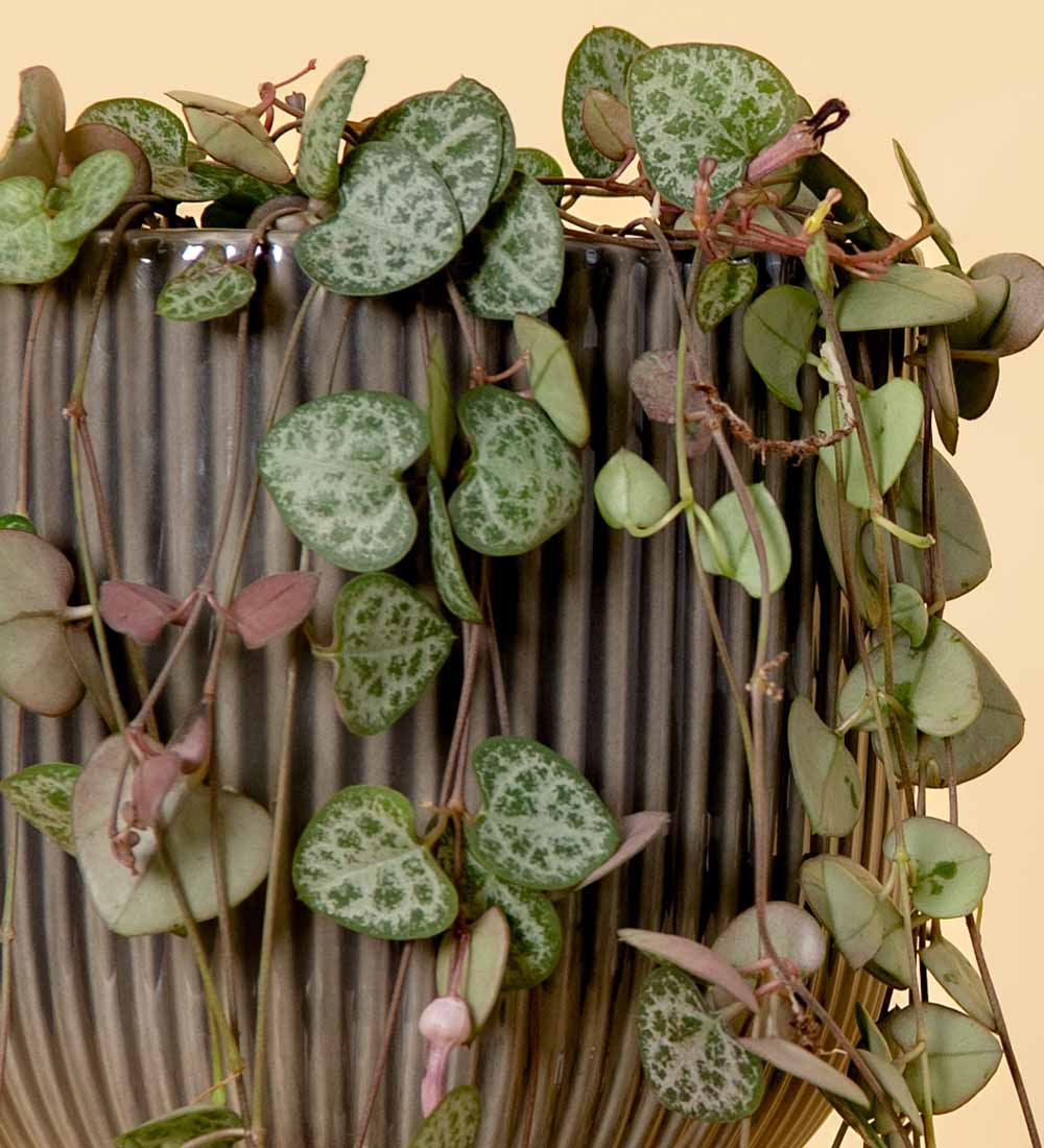 String Of Hearts & Pot