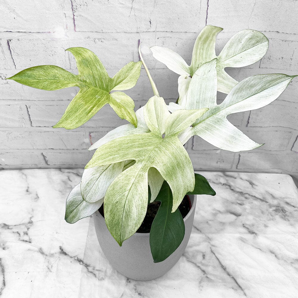 40 - 55cm Philodendron Florida Ghost 15cm Pot House Plant
