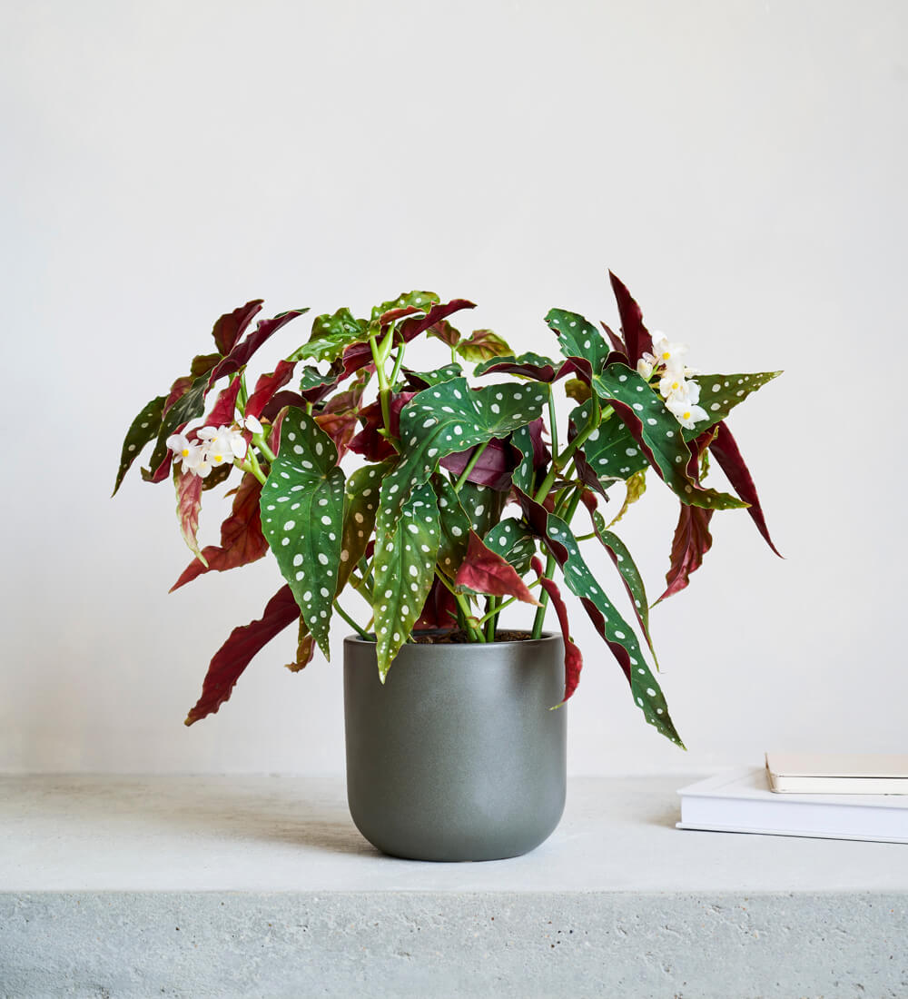 Polka Dot Begonia