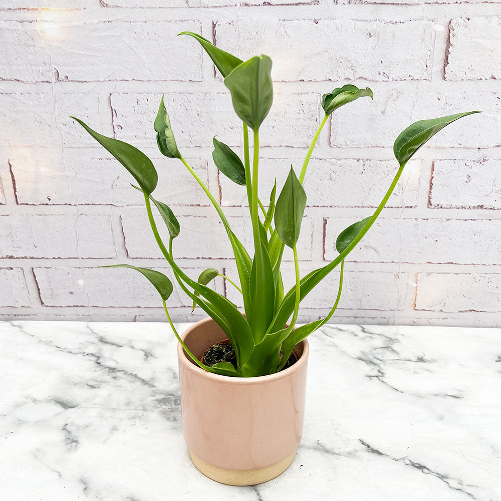 25 - 45cm Alocasia Tiny Dancer 11cm Pot