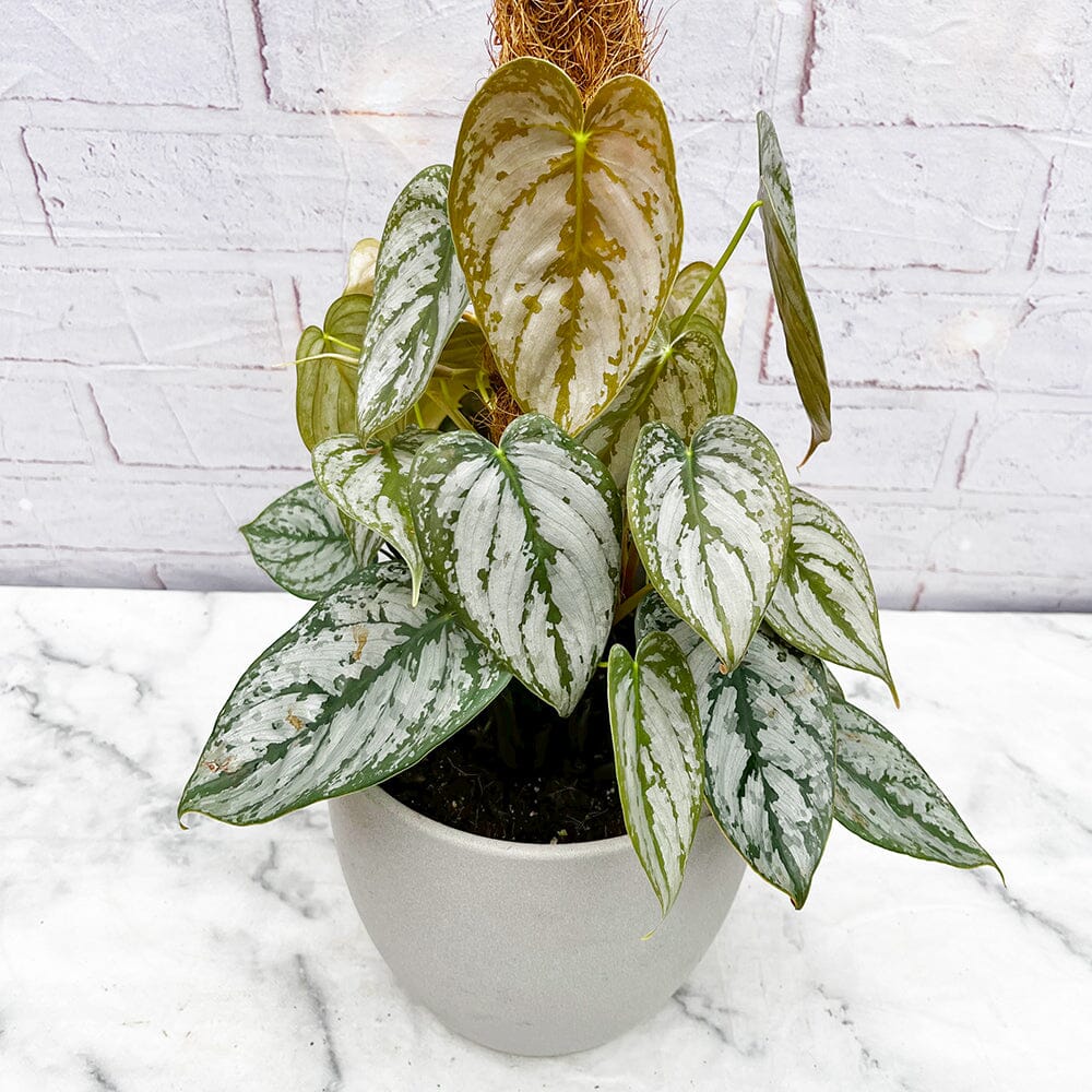 40 - 50cm Philodendron Brandtianum on Mosspole 17cm Pot House Plant