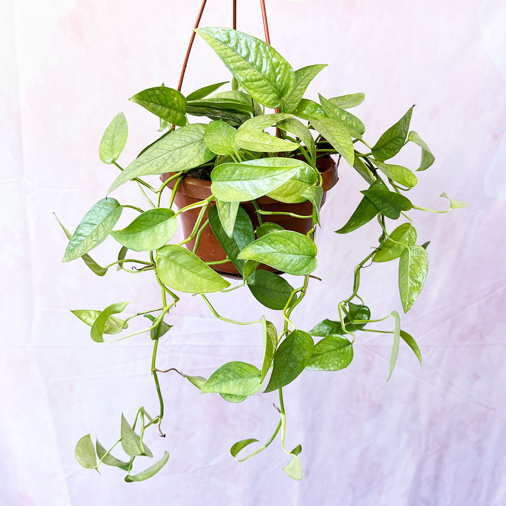 20 - 30cm Epipremnum Cebu Blue Pothos  12cm Pot House Plant