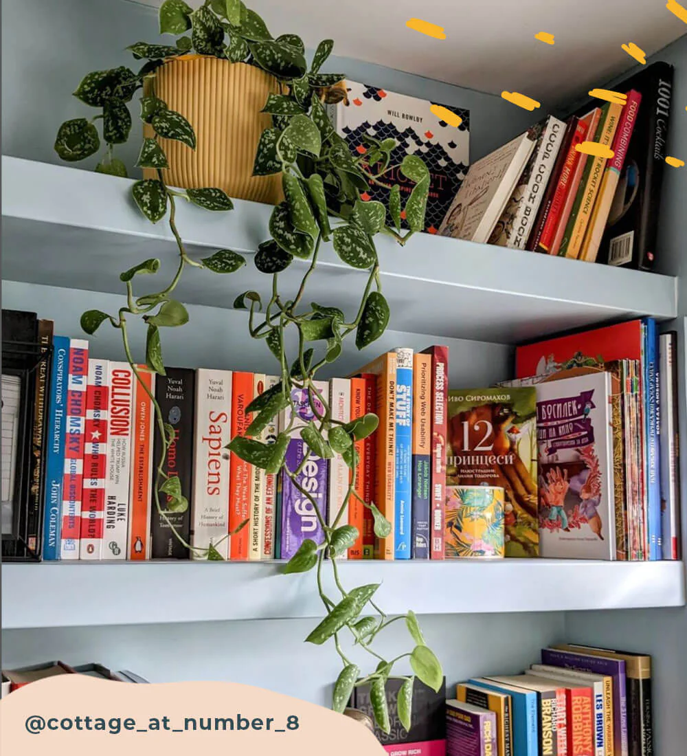 Hanging Satin Pothos