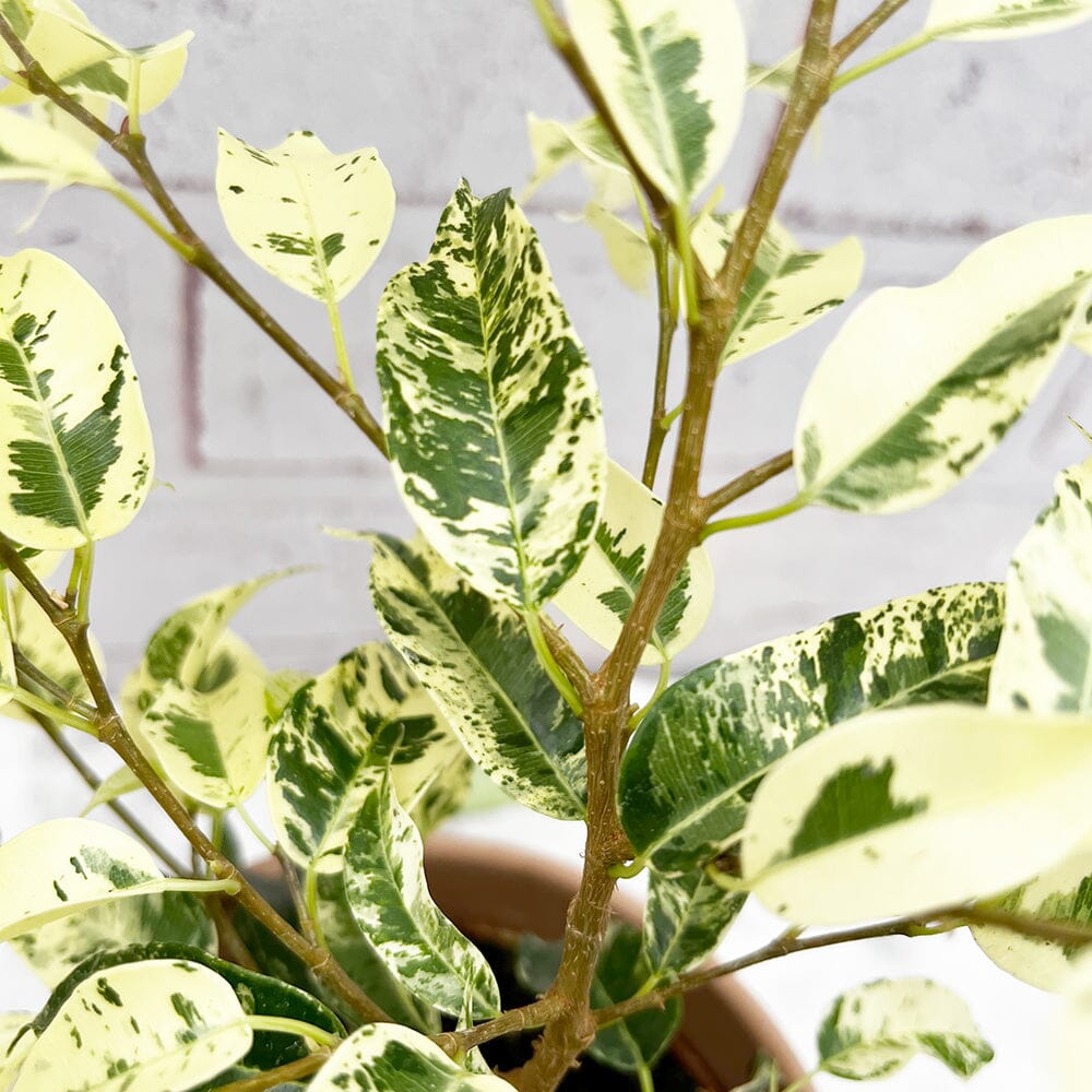 20- 30cm Ficus Eldorado 10cm Pot House Plant