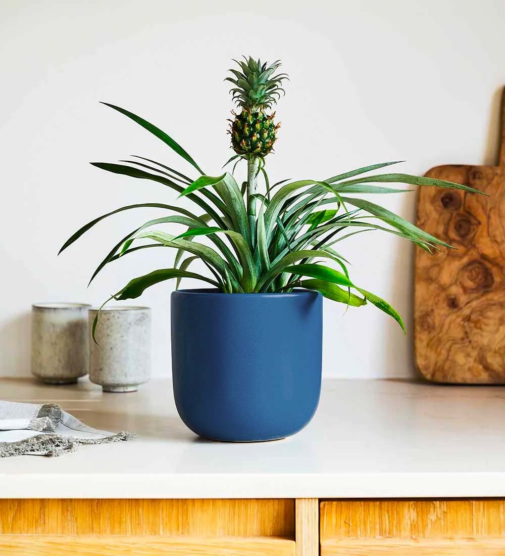 Pineapple Plant & Pot