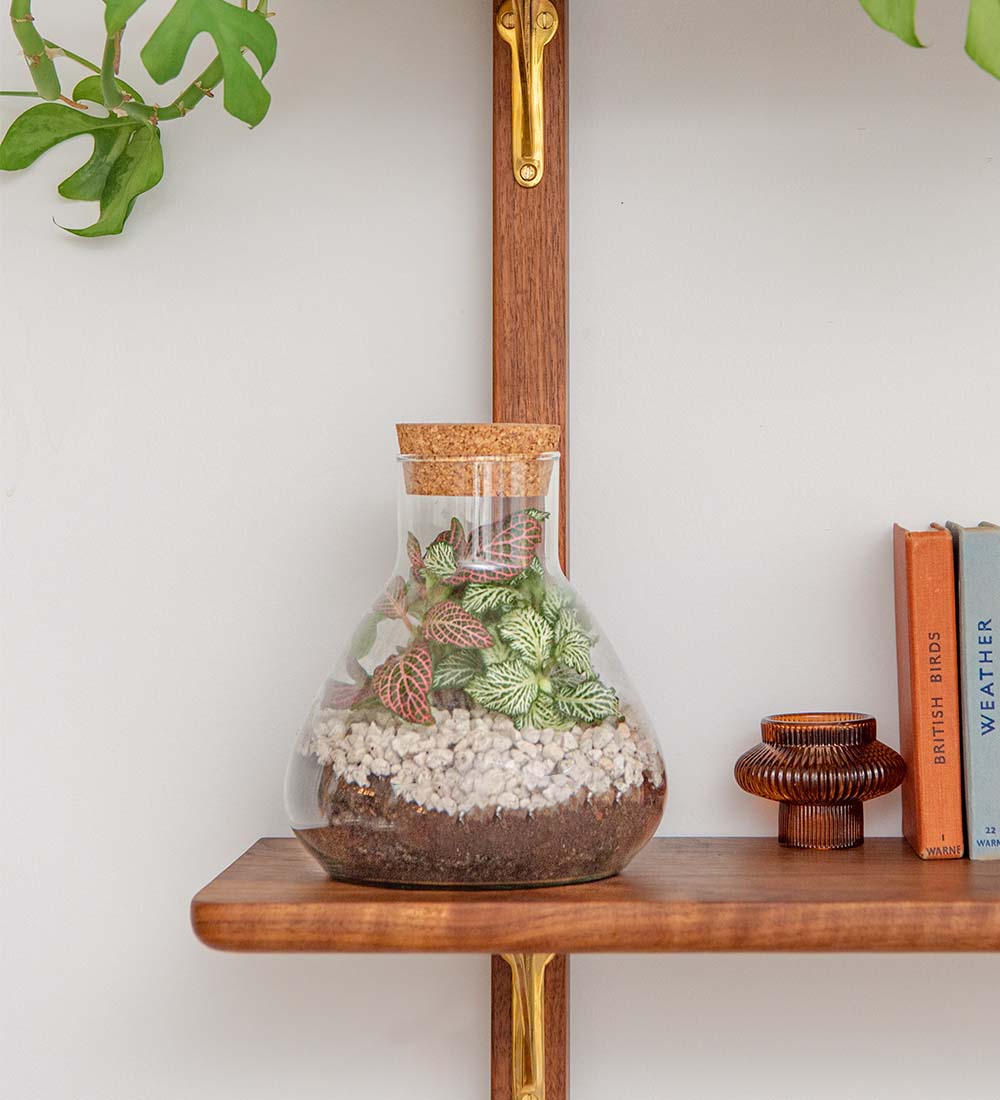 Terrarium Kit
