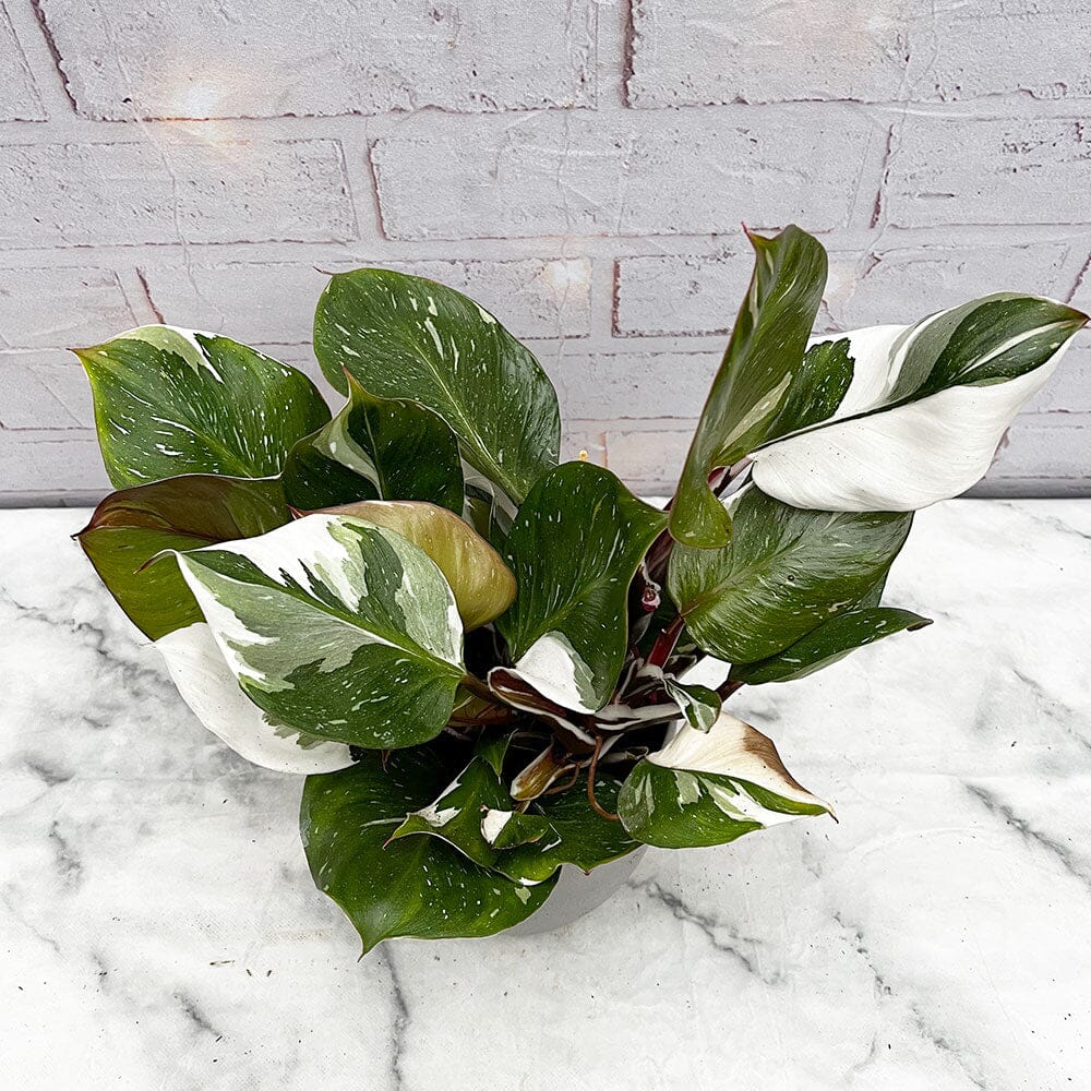 30 - 40cm Philodendron White Knight 15cm Pot House Plant