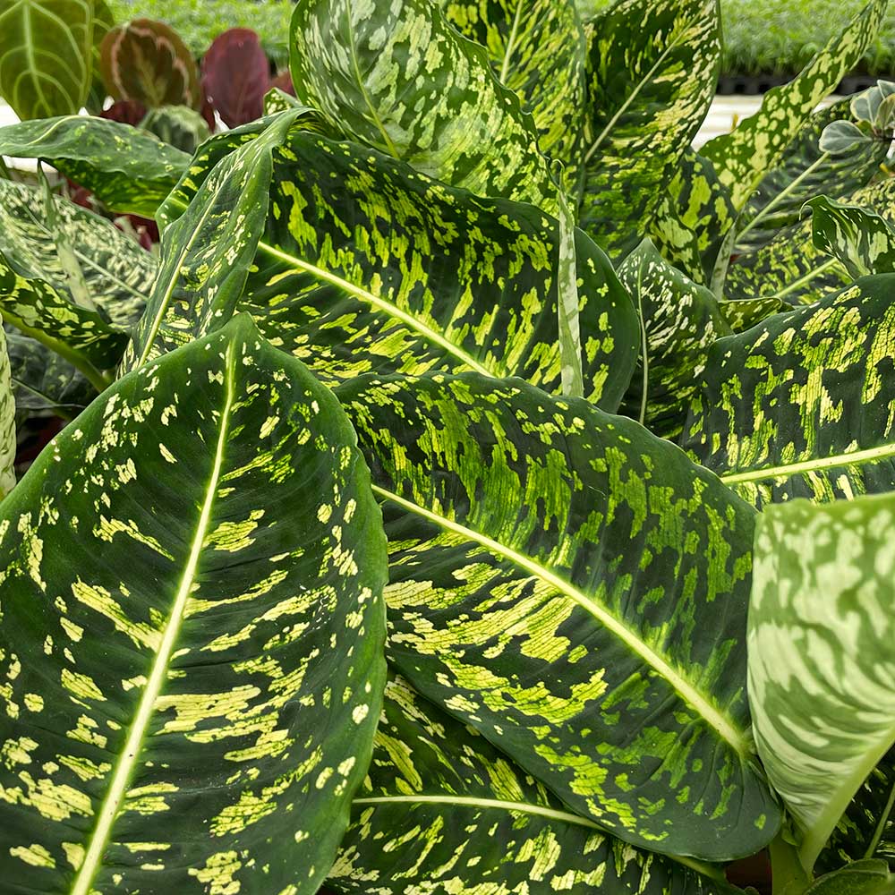 30cm Dieffenbachia Reflector Dumb Cane 24cm Pot House Plant