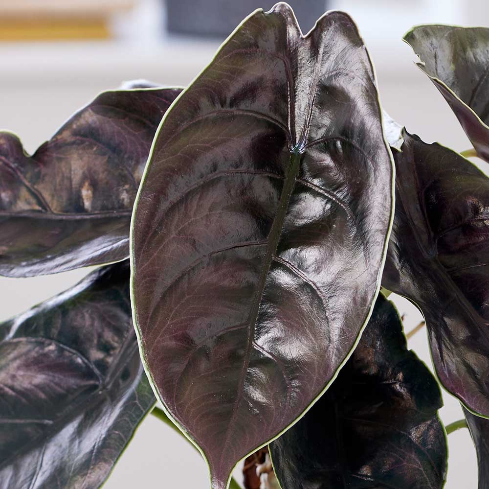 25 - 45cm Alocasia Azlanii Elephant Ear 14cm Pot House Plant