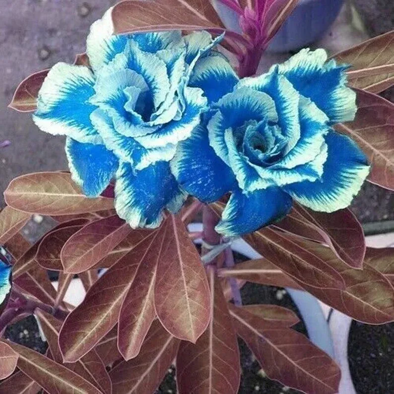 Blue Desert Rose Seeds