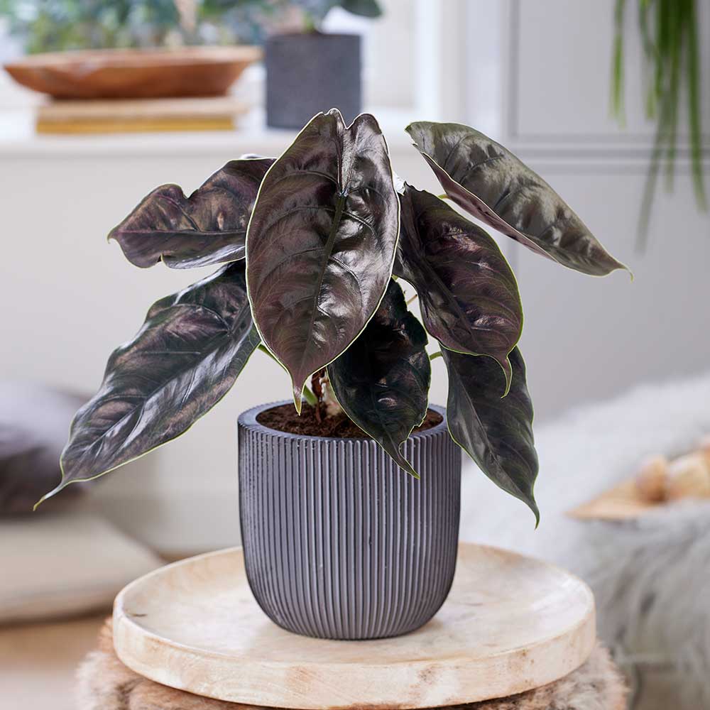 25 - 45cm Alocasia Azlanii Elephant Ear 14cm Pot House Plant