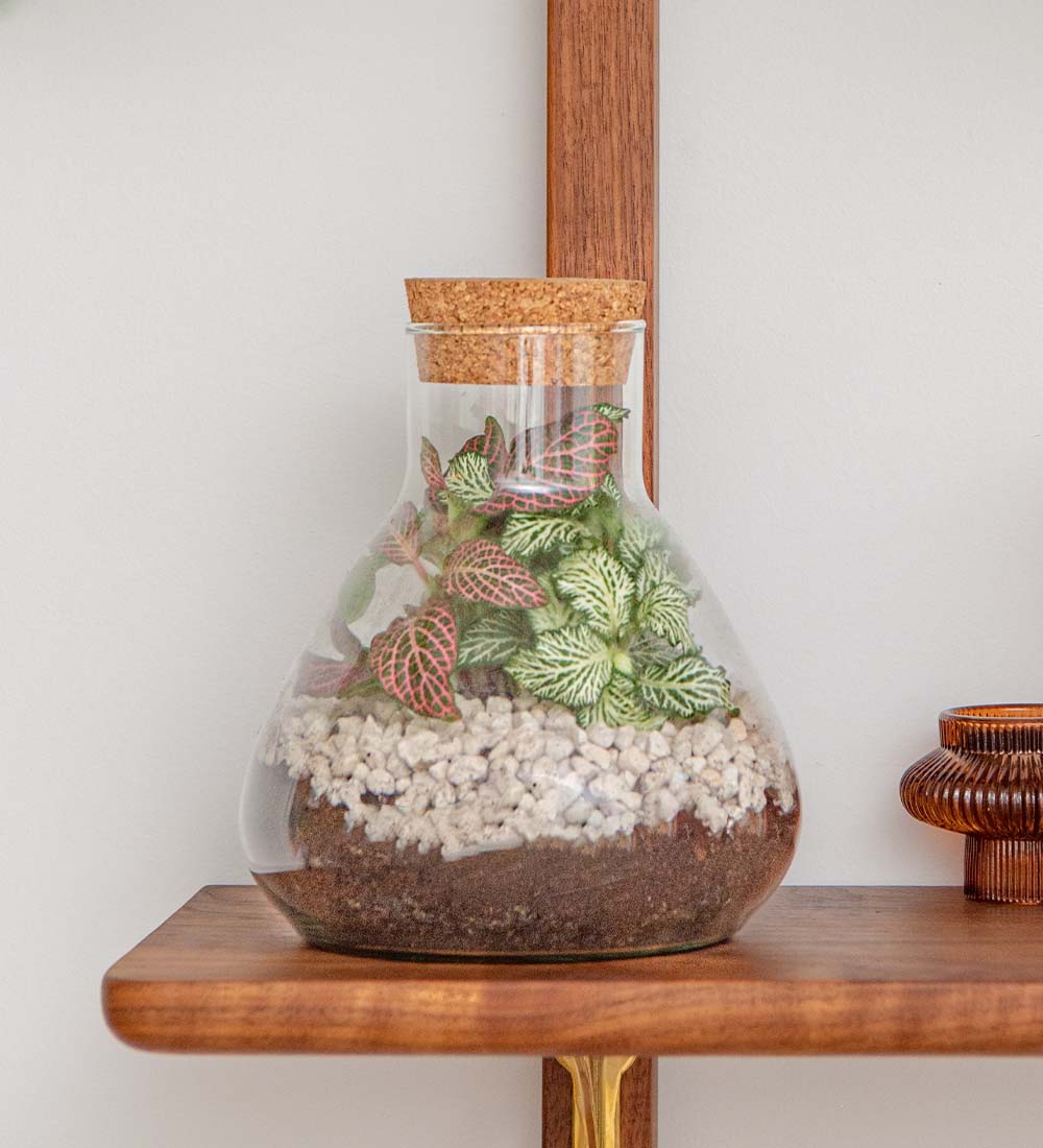 Terrarium Kit