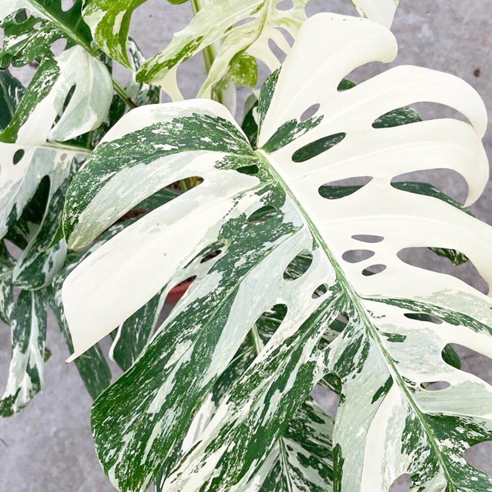 50 - 60cm Highly Variegated Monstera Variegata Albo Variegata Variegated Monstera Cheese Plant 19cm Pot House Plant