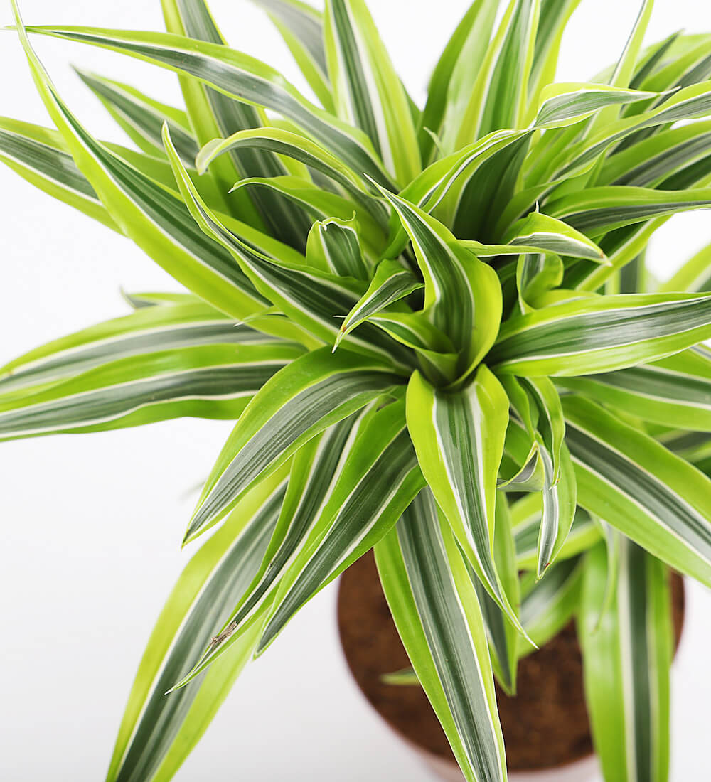 Tall Dracaena Lemon & Lime