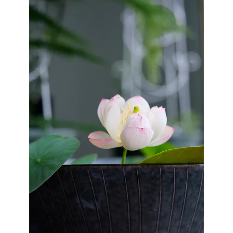 Bowl Lotus: Embracing Zen through Blossoms