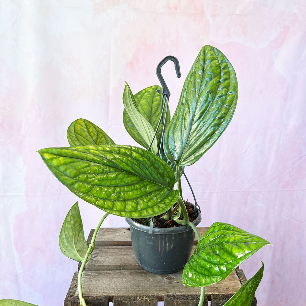 20 - 30cm Monstera Peru Pothos in Hanging Pot 15cm Pot House Plant
