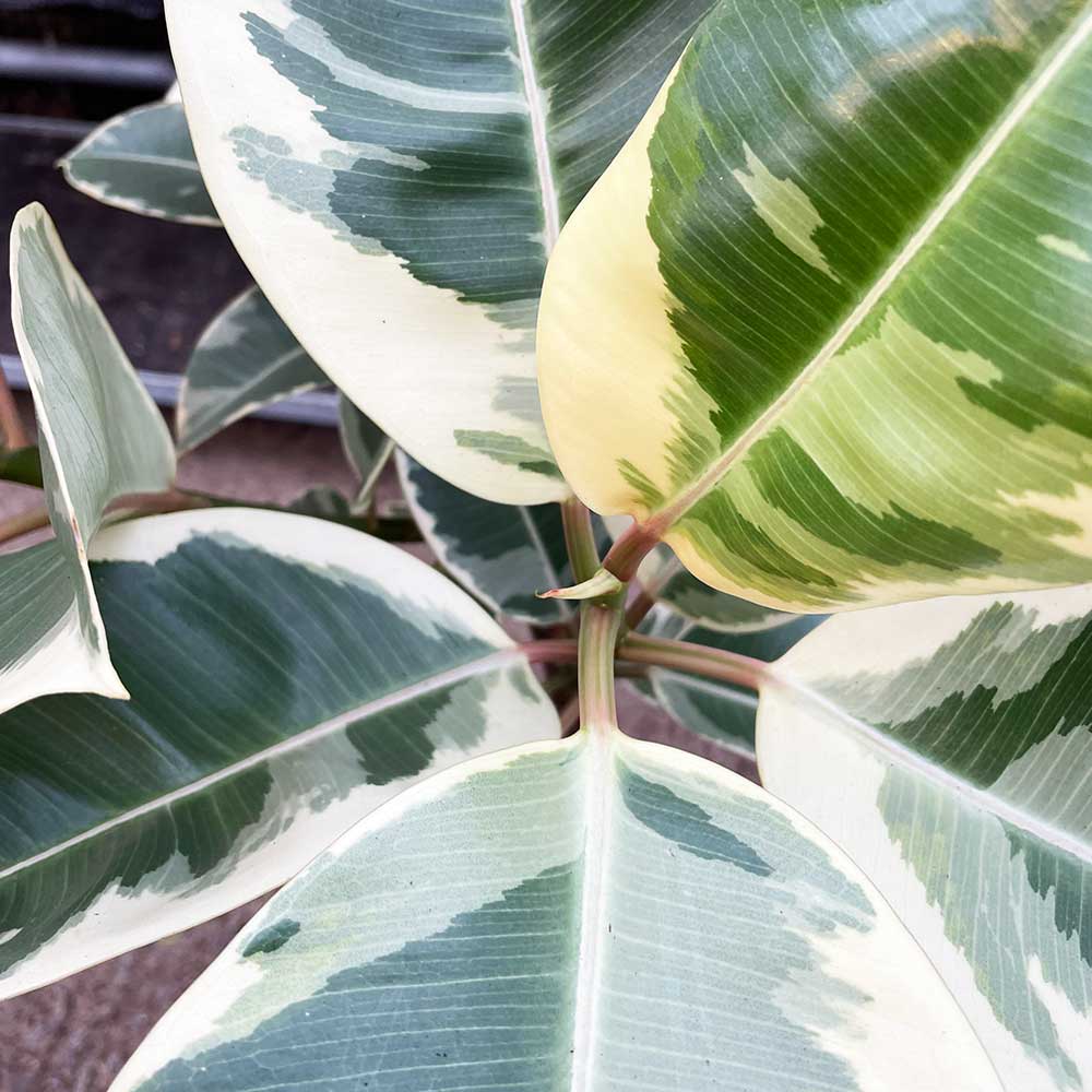 35 - 45cm Ficus Tineke Rubber Plant 12cm Pot House Plant