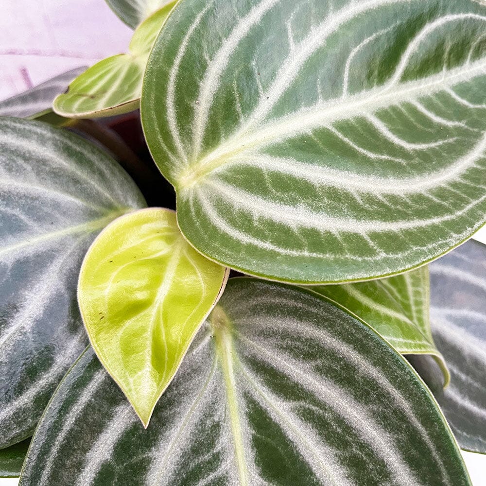 20 - 30cm Peperomia Sarcophylla 15cm Pot House Plant