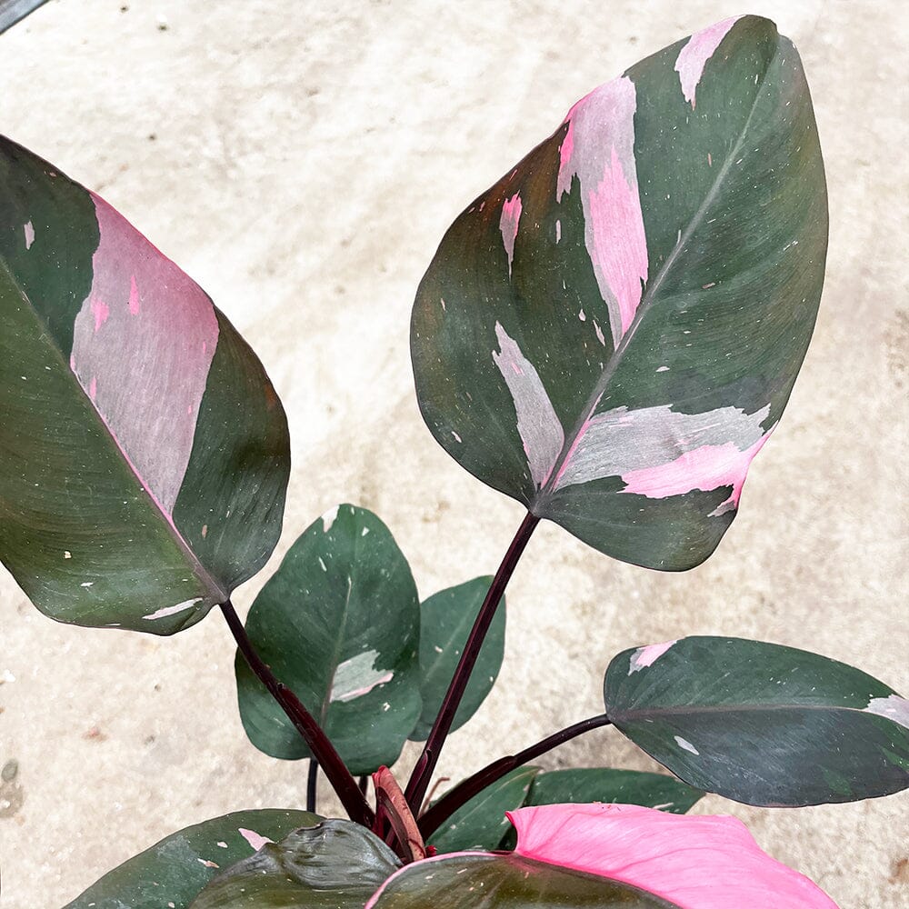 20 - 30cm Highly Variegated Philodendron Pink Princess 17cm Pot House Plant