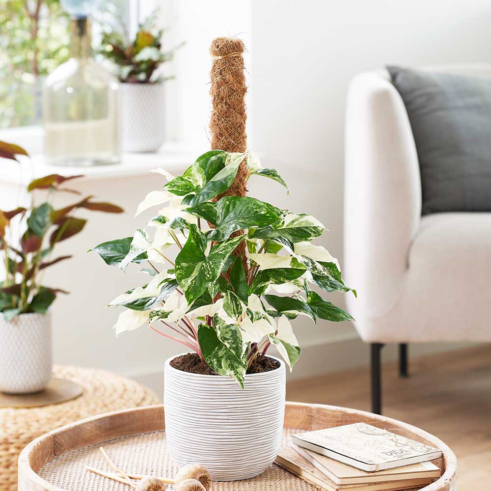 50 - 60cm Syngonium Albo on a mosspole 17cm Pot House Plant