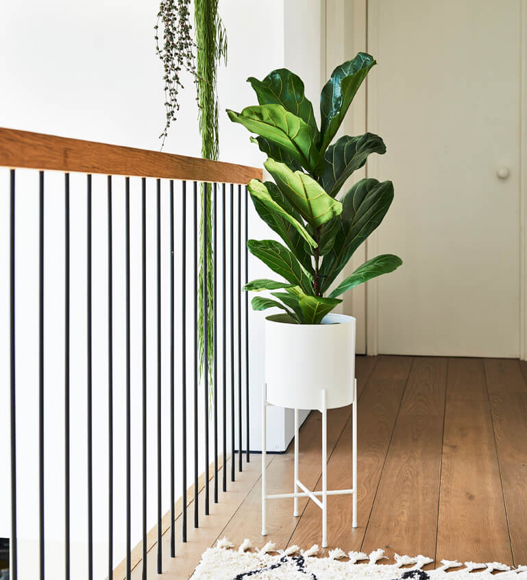 Fiddle-Leaf Fig