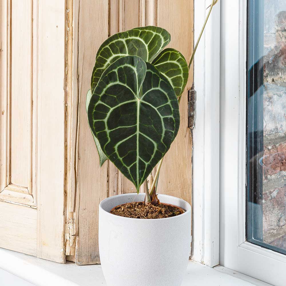 30 - 40cm Anthurium Clarinervium Giant Laceleaf 12cm Pot House Plant
