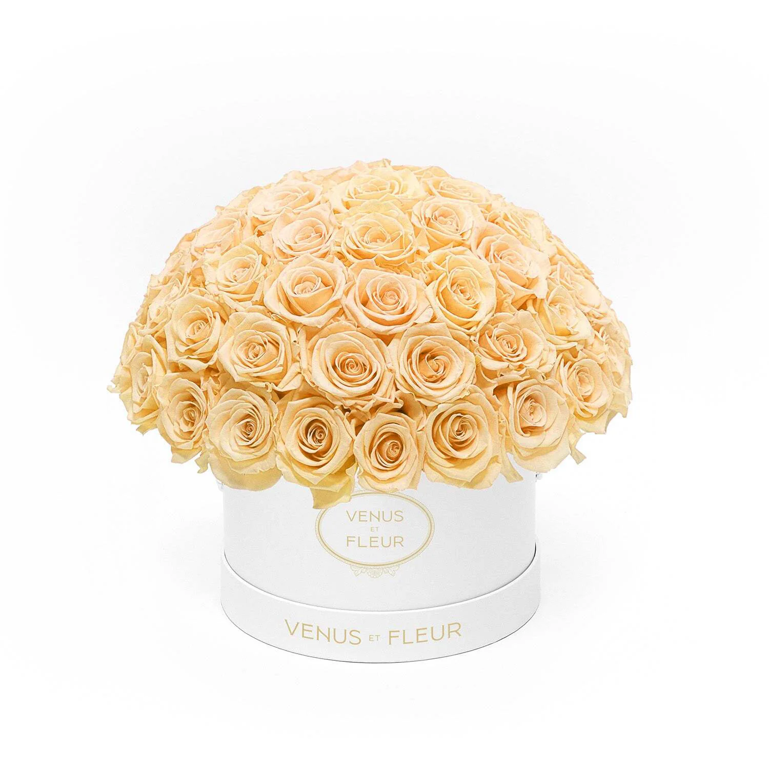 Small Le Plein - Mearch