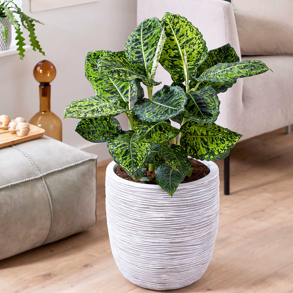 30cm Dieffenbachia Reflector Dumb Cane 24cm Pot House Plant