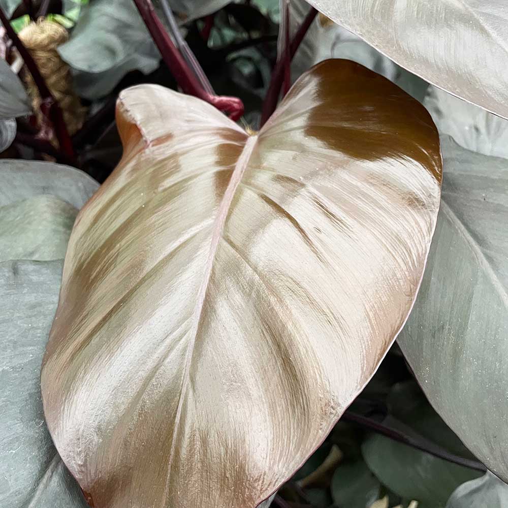 65- 80cm Philodendron Royal Queen on Mosspole 17cm Pot House Plant