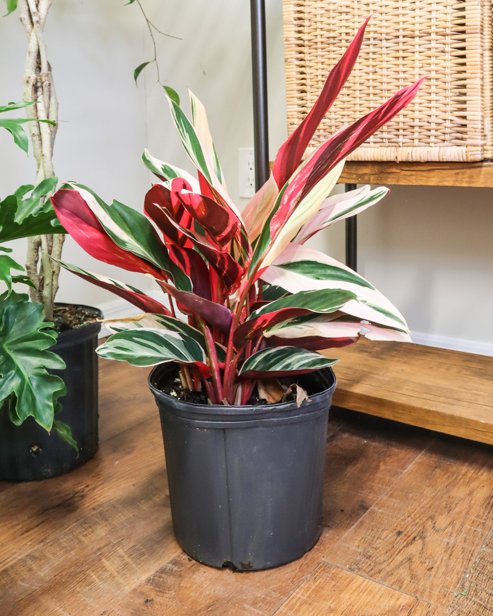 Stromanthe ‘Triostar’