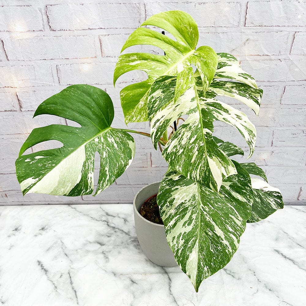 40 - 50cm Monstera Variegata Albo Variegata Variegated Monstera Cheese Plant 17cm Pot House Plant