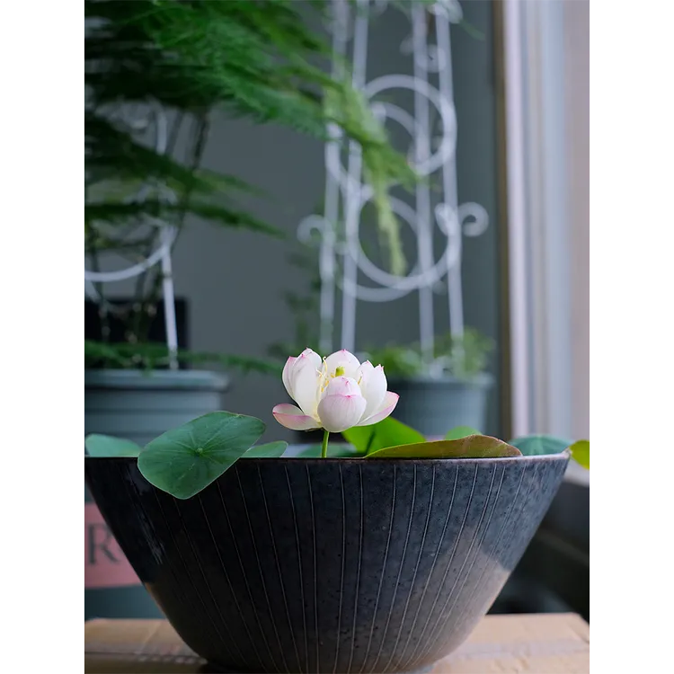 Bowl Lotus: Embracing Zen through Blossoms