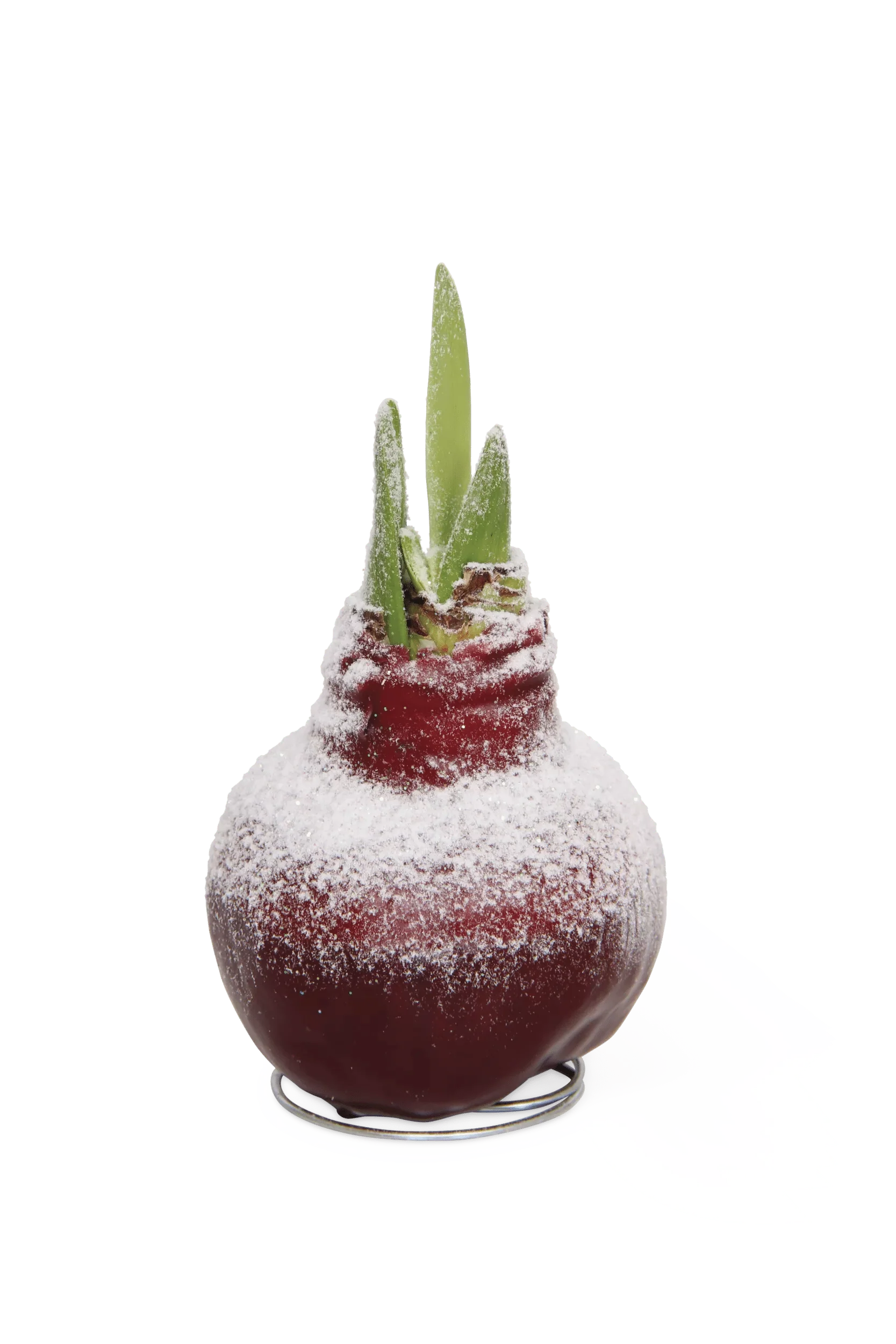 Snow Waxed Amaryllis