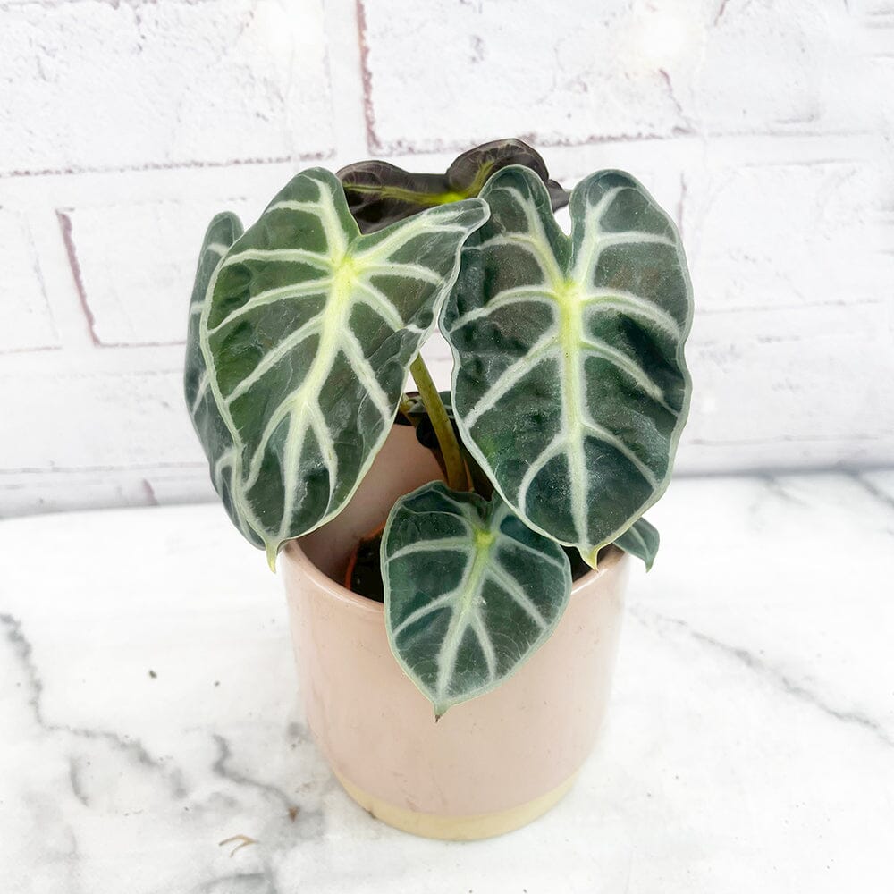 20 - 30cm Alocasia Balloon Heart Elephant Ear House Plant 9cm Pot