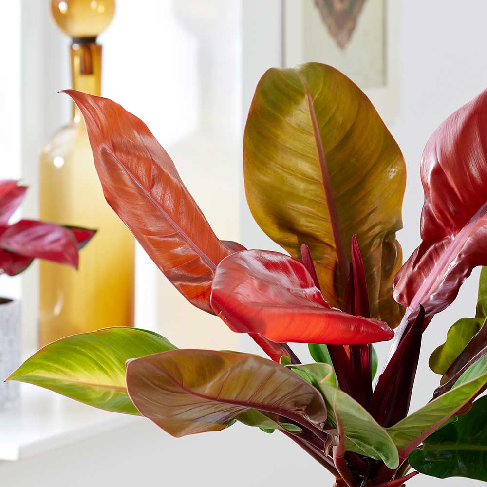 45 - 65cm Philodendron Prince of Orange 19cm Pot House Plant