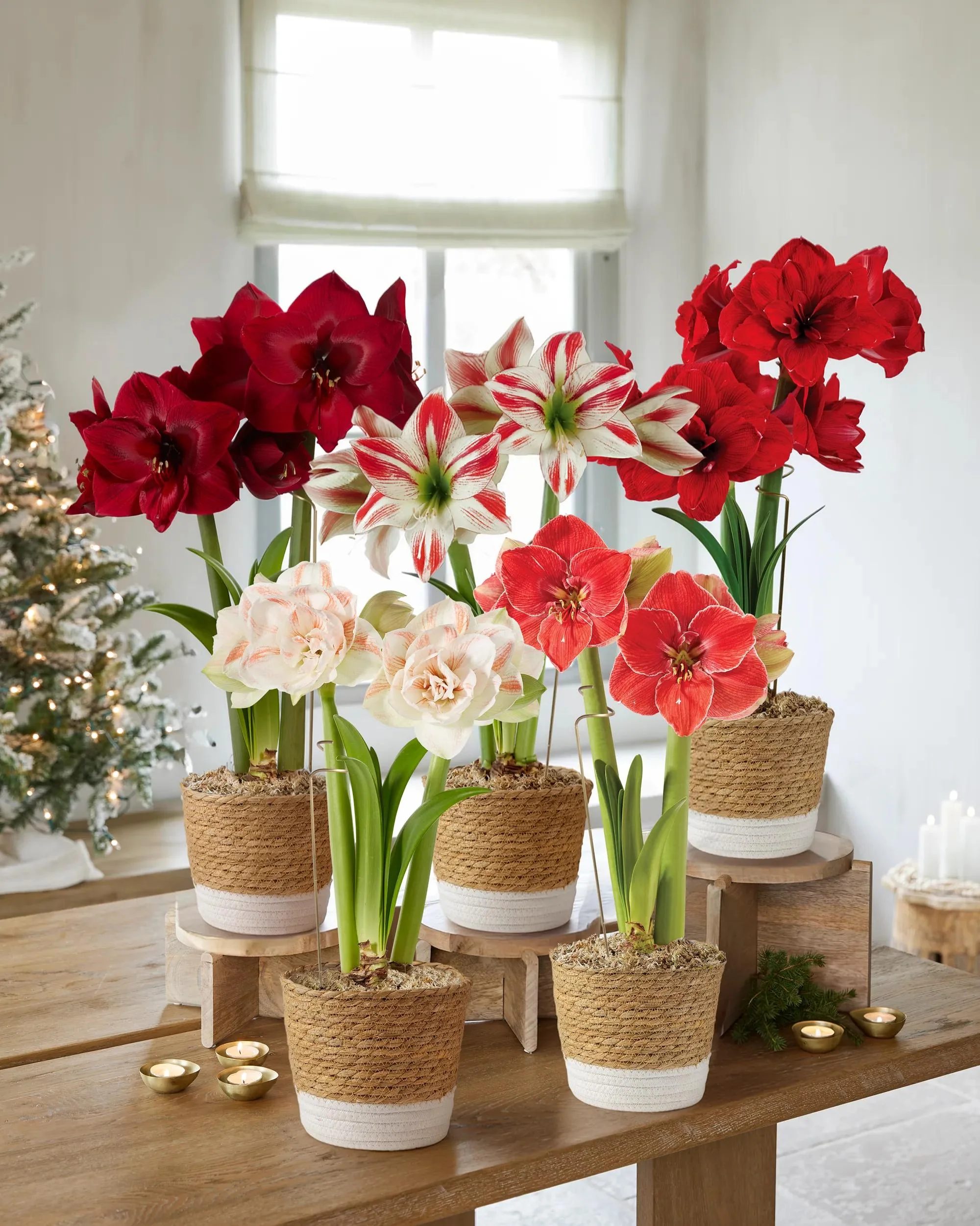 Potted Amaryllis