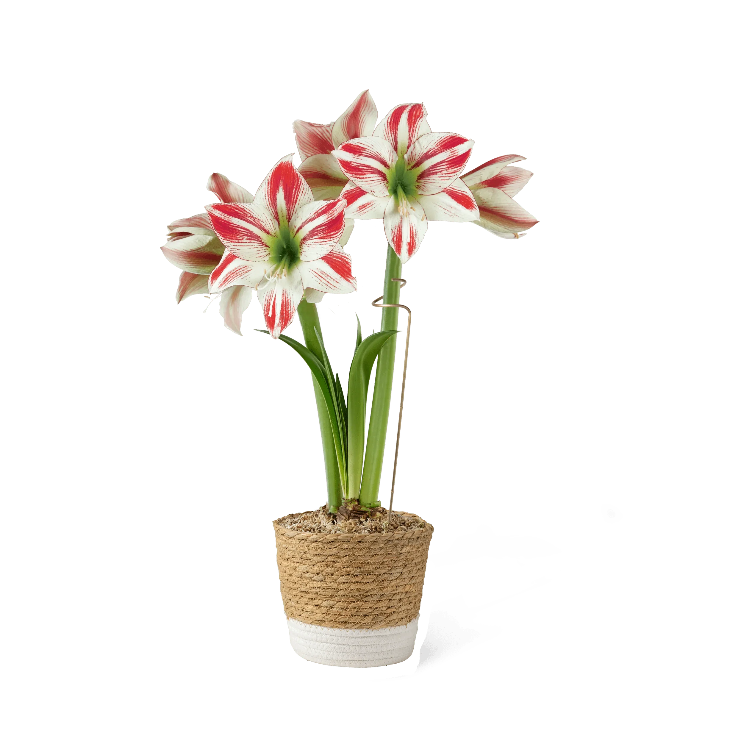Potted Amaryllis