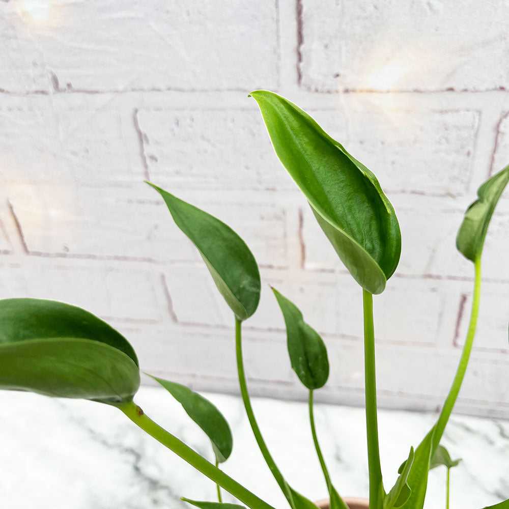 25 - 45cm Alocasia Tiny Dancer 11cm Pot