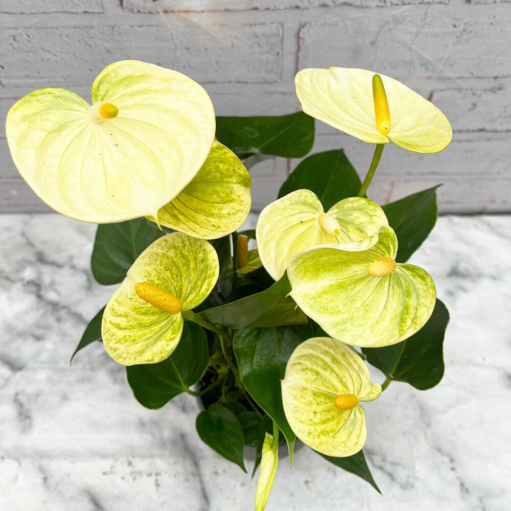 30 - 40cm Anthurium Vanilla Flower 12cm Pot House Plant