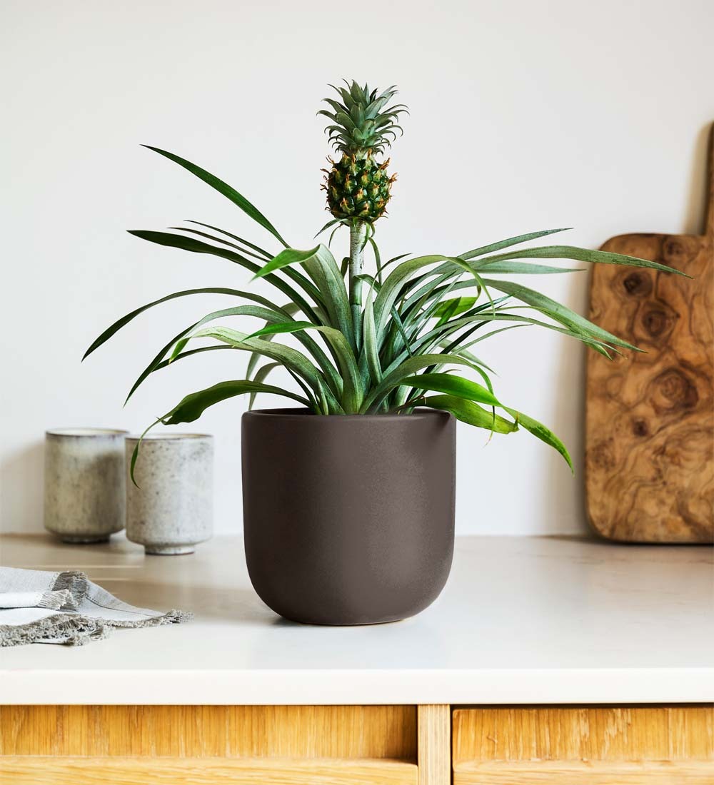 Pineapple Plant & Pot