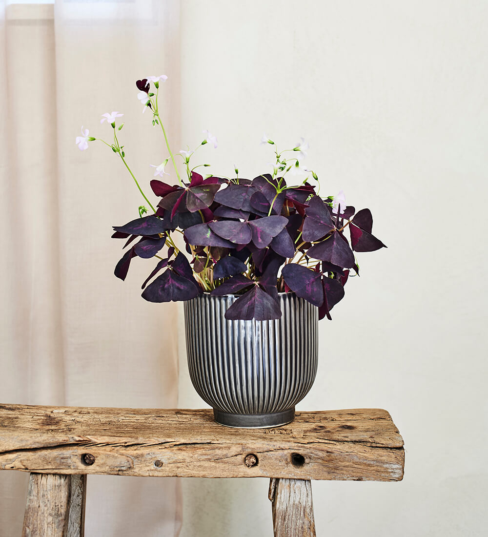 Oxalis & Ceramic Pot