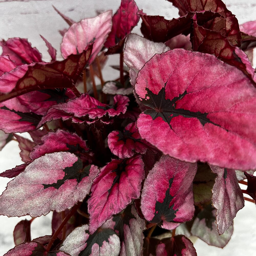 20 - 30cm Begonia Indian Summer 12cm Pot House Plant