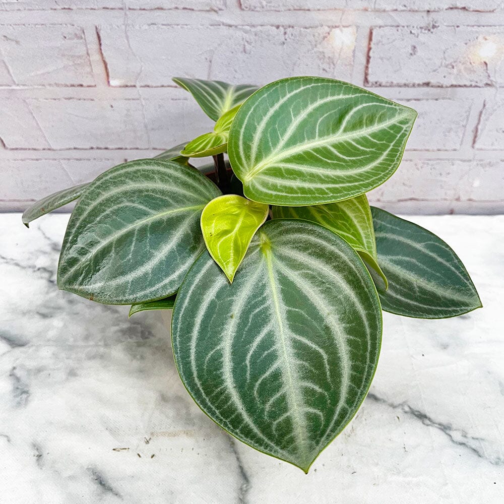 20 - 30cm Peperomia Sarcophylla 15cm Pot House Plant