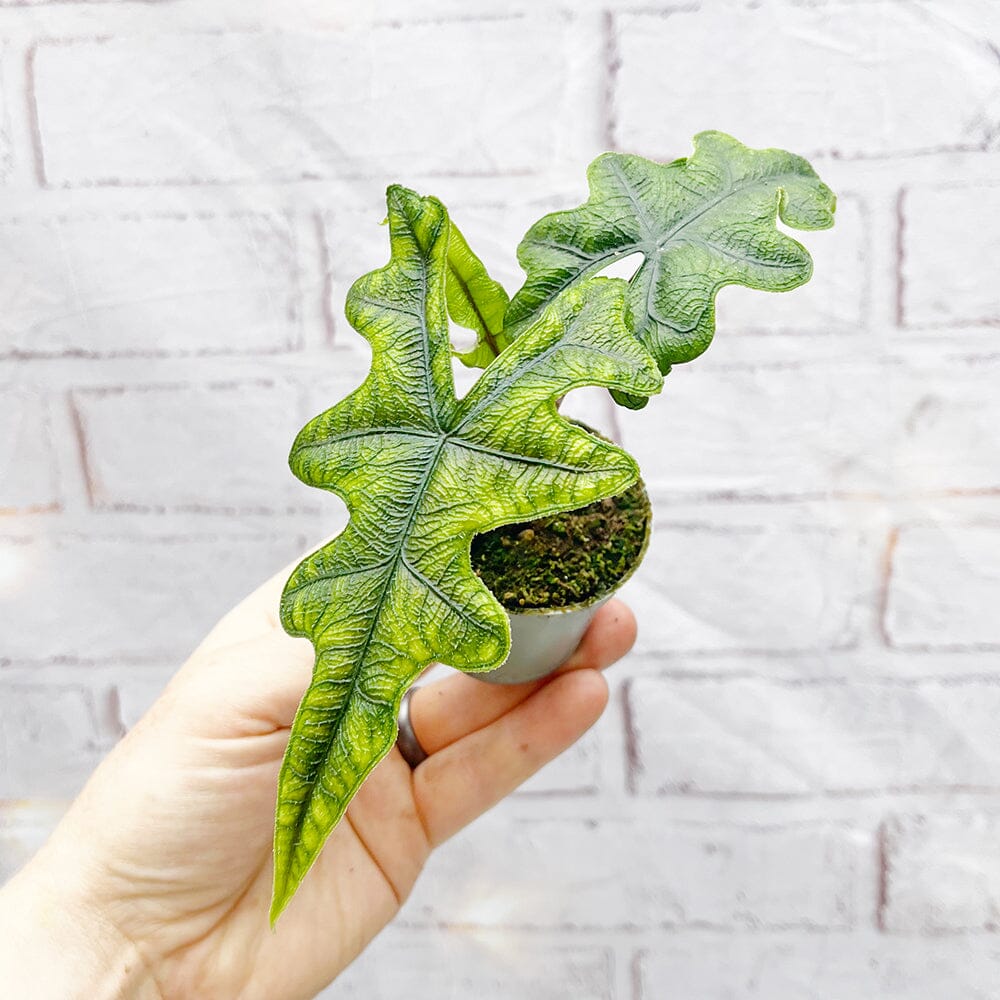 Alocasia Jacklyn Elephant Ear House Plant 6cm Pot