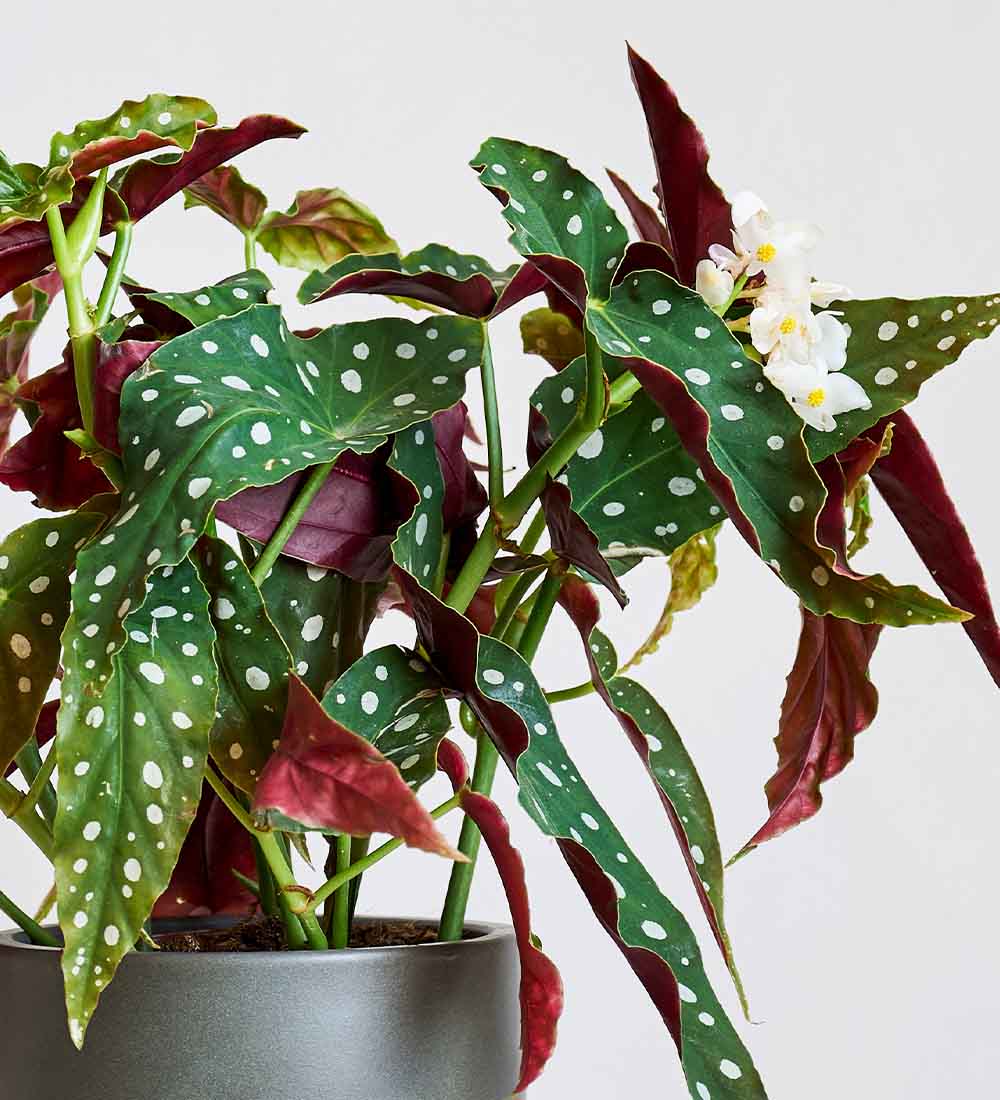 Polka Dot Begonia