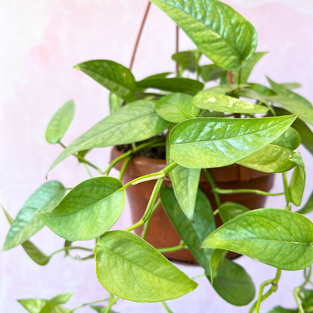 20 - 30cm Epipremnum Cebu Blue Pothos  12cm Pot House Plant