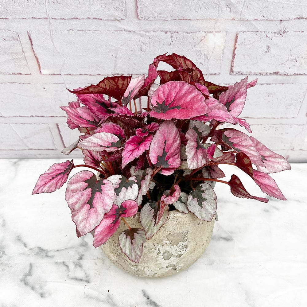 20 - 30cm Begonia Indian Summer 12cm Pot House Plant