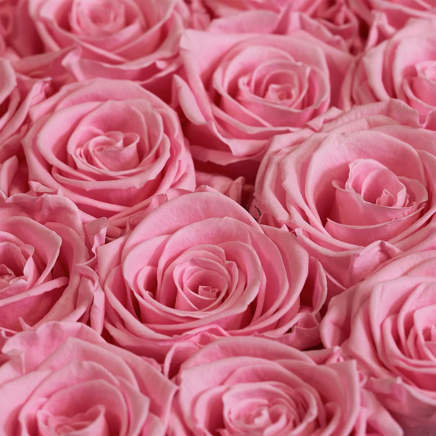 Small Square - Mearch